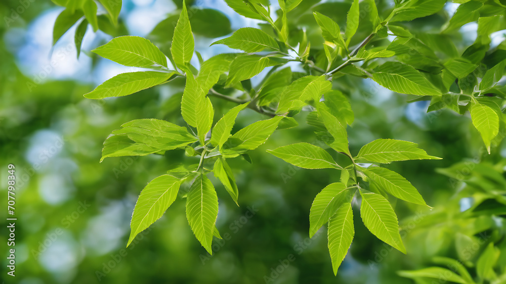 Vitex negundo leaves plant, Medicine plant wallpaper, Vitex negundo (Chinese chaste tree, five-leaved chaste tree, horseshoe vitex) ; The numerous small white flowers on long panicles Vitex negundo leaves plant, Medicine plant wallpaper, Vitex negundo (Chinese chaste tree, five-leaved chaste tree, horseshoe vitex) ; The numerous small white flowers on long panicles