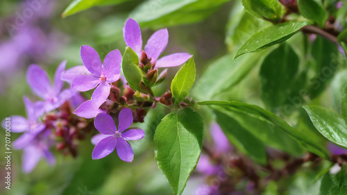 Vitex negundo leaves plant, Medicine plant wallpaper, Vitex negundo (Chinese chaste tree, five-leaved chaste tree, horseshoe vitex) ; The numerous small white flowers on long panicles photo