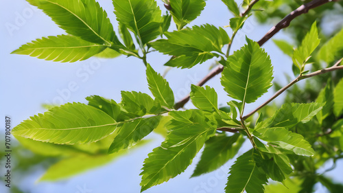 Vitex negundo leaves plant, Medicine plant wallpaper, Vitex negundo (Chinese chaste tree, five-leaved chaste tree, horseshoe vitex) ; The numerous small white flowers on long panicles