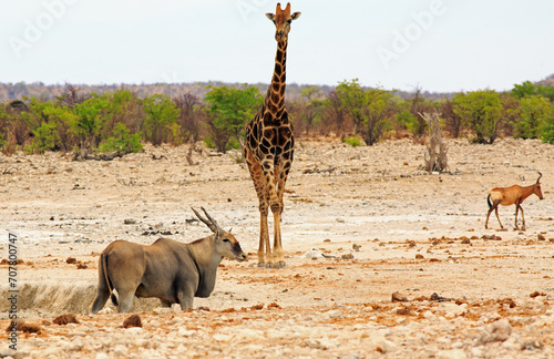 Fototapeta Naklejka Na Ścianę i Meble -  Large Eland standing in a small waterhole, while a giraffe stands in the background with a natural bushveld background
