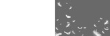 White feather isolated. Set feather isolated.
Feather fly fall in air on transparent background. Photoshop overlay, angel wing photo overlay