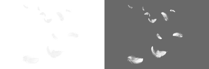 White feather isolated. Set feather isolated.
Feather fly fall in air on transparent background. Photoshop overlay, angel wing photo overlay
