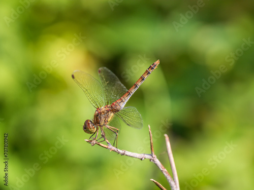 Common Darter Resting on a Plant