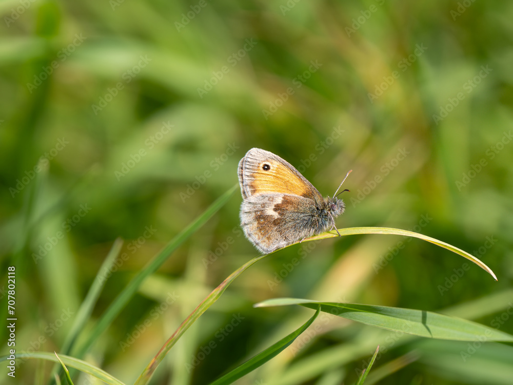 Small Heath Butterfly Resting on a Grass Leaf Small Heath Butterfly Resting on a Grass Leaf