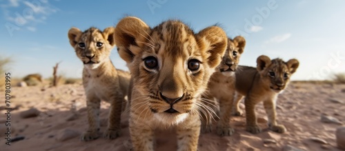 a herd of small lions is looking at the camera on a natural background, desert
