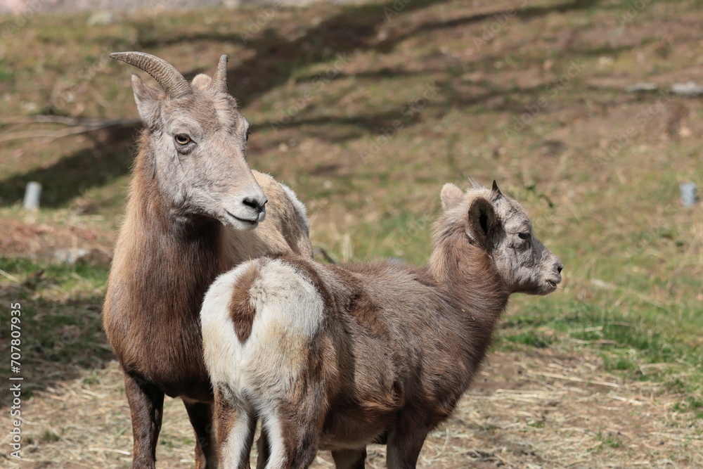 Obraz premium オオツノヒツジ