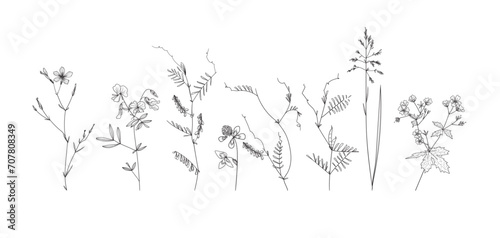 Field flowers and grasses, line drawing. Vector illustration  © Дарья Березина
