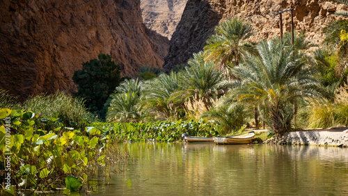 Palm Trees in Wadi Shab of Oman photo
