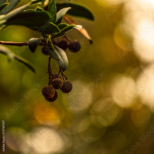 Greek strawberry tree (Arbutus andrachne) or Koumaria, is a bushy, low tree with reddish leaves and small, edible fruits, although they taste slightly astringent, and some distill a strong liqueur. photo