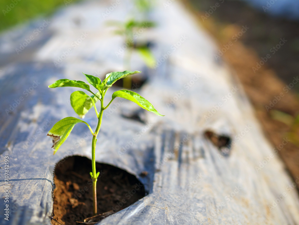 Fotografie Organic chili plants growing in rows in a vegetable patch