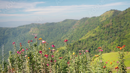 Summer landscape with flower and mountains view. Beautiful flowers in the background mountains and sky on sunny. Beautiful natural view in summer. Travel concept