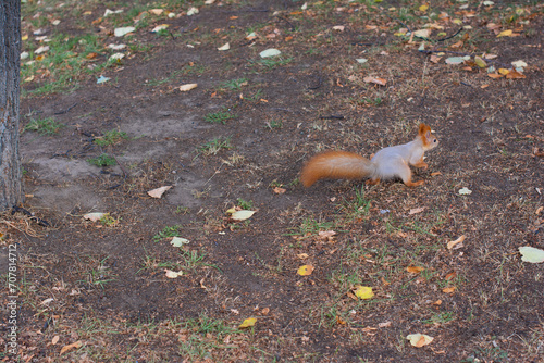 park ground with fallen yellow dry leaves. squirrel sitting on the ground.