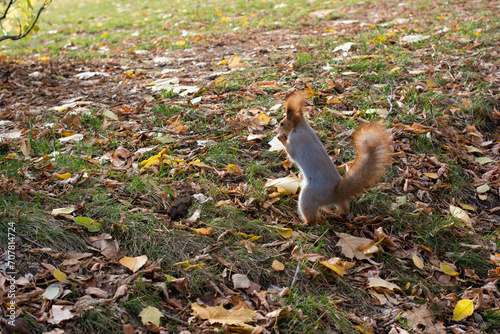Autumn Squirrel standing on its hind legs on green grass with fallen yellow leaves. Eurasian red squirrel