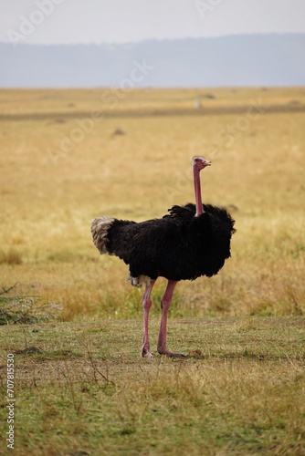 african wildlife, ostrich bird
