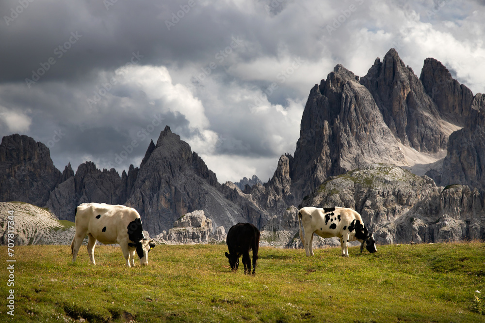 Cos in the Dolomites, grazing on beautiful green meadow. Scenery from Tre Cime. Cos in the Dolomites, grazing on beautiful green meadow. Scenery from Tre Cime.