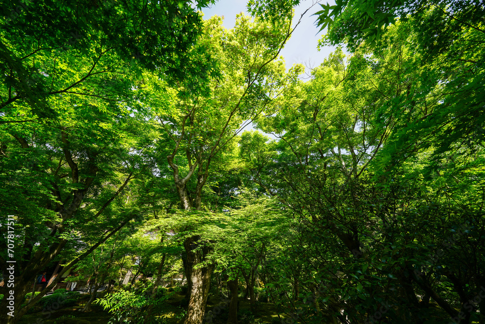 圓光寺の境内の新緑の風景 圓光寺の境内の新緑の風景
