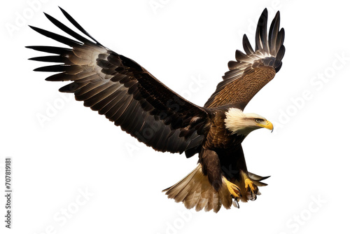 a high quality stock photograph of a single flying spread winged eagle isolated on a transparant or white background