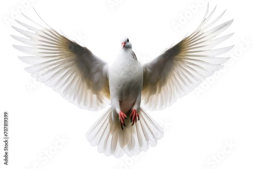 a high quality stock photograph of a single flying spread winged white pigeon isolated on a transparant or white background © ramses