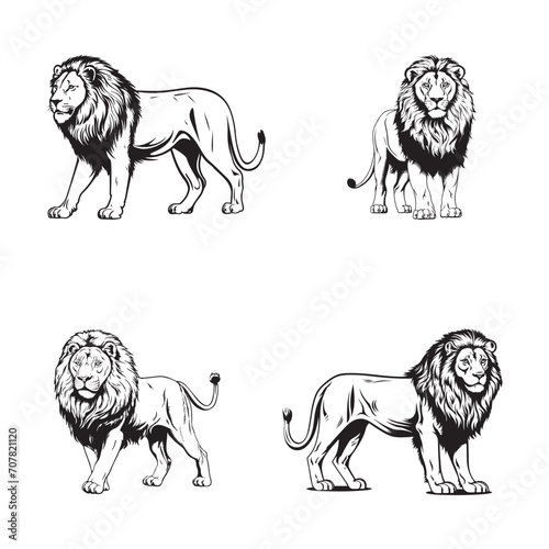 Lion Vector Template Illustration Design - Lion Hand drawn illustration - Engraving of wild cat