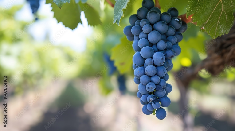 Close-up of a blue grape hanging in a vineyard, wide shot