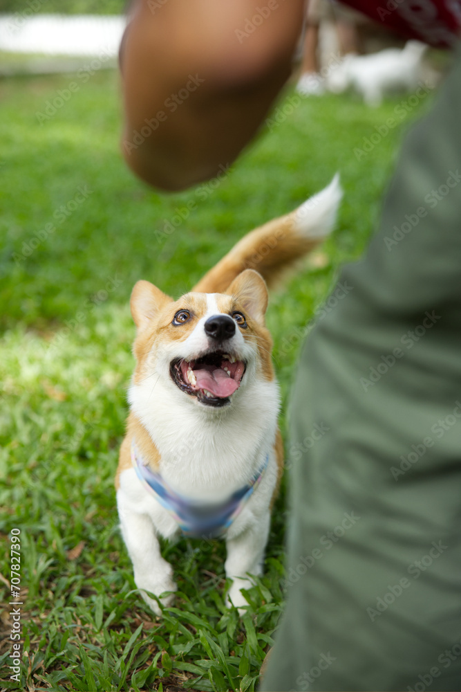 close up long tail fluffy fatty fur corgi face with dog leash running , jumping , playing toy in dog park close up long tail fluffy fatty fur corgi face with dog leash running , jumping , playing toy in dog park