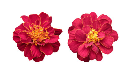 Maroon marigold flower isolated on transparent background
