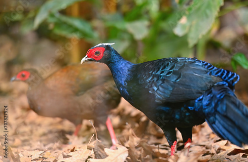 Edwards's pheasant male and female bird foraging