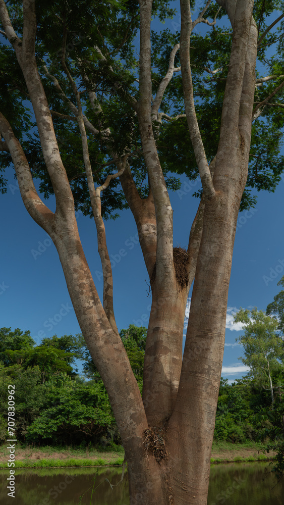 Fototapeta premium tree trunk, tree, blue sky, nature