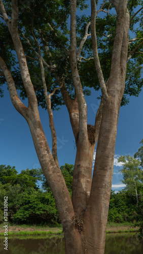 tree trunk, tree, blue sky, nature