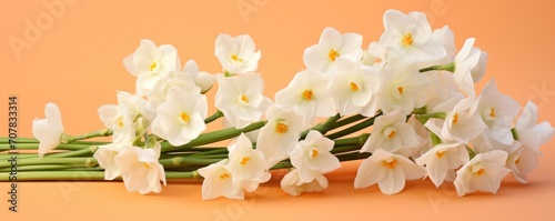 Bouquet of white narcissus on a peach colored backdrop isolated pastel background 