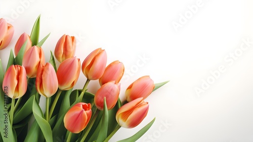 Tulips on a white background  copy space.