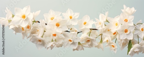 Bouquet of white narcissus on an orange colored backdrop isolated pastel background photo