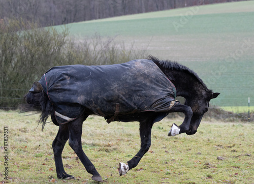 Ein schwarzes Pferd tobt über eine Wiese im Kalletal mit einer Winter outdoor Decke eingedeckt © Tattiliana