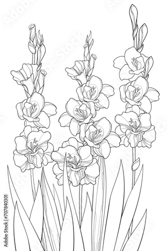 Bunch with Gladiolus or sword lily flower, bud and leaf in black isolated on white background. 