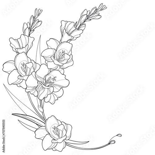 Corner bouquet with Gladiolus or sword lily flower, bud and leaf in black isolated on white background. 