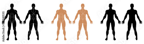 Male muscular anatomy - Editable - colorable Vector illustration . photo