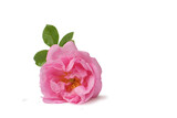 Rose with drops. Rosa damascena. Damask rose. Oil-bearing rose.