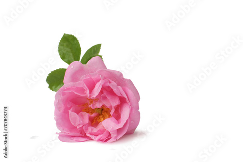 Rose with drops. Rosa damascena. Damask rose. Oil-bearing rose.