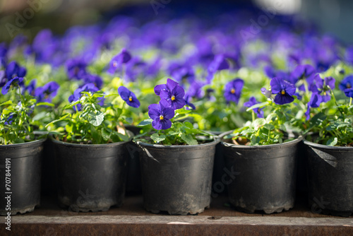 Blooming deep blue pansy viola flower in plastic pot in garden center, selective focus. Floriculture, nursery plant, gardening business and plant cultivation concept photo