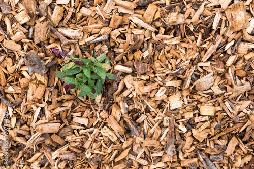 Plantation dans copeaux de bois