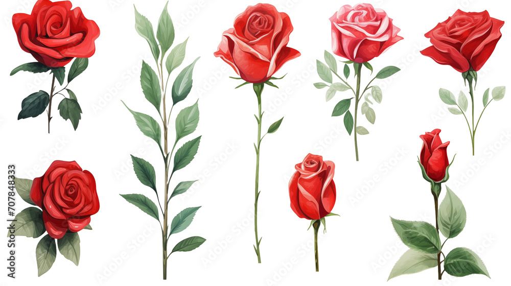 Watercolor elements red roses on a white background Watercolor elements red roses on a white background