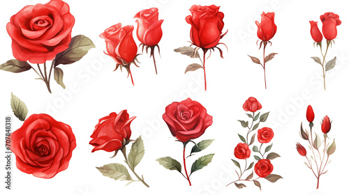Watercolor elements red roses on a white background