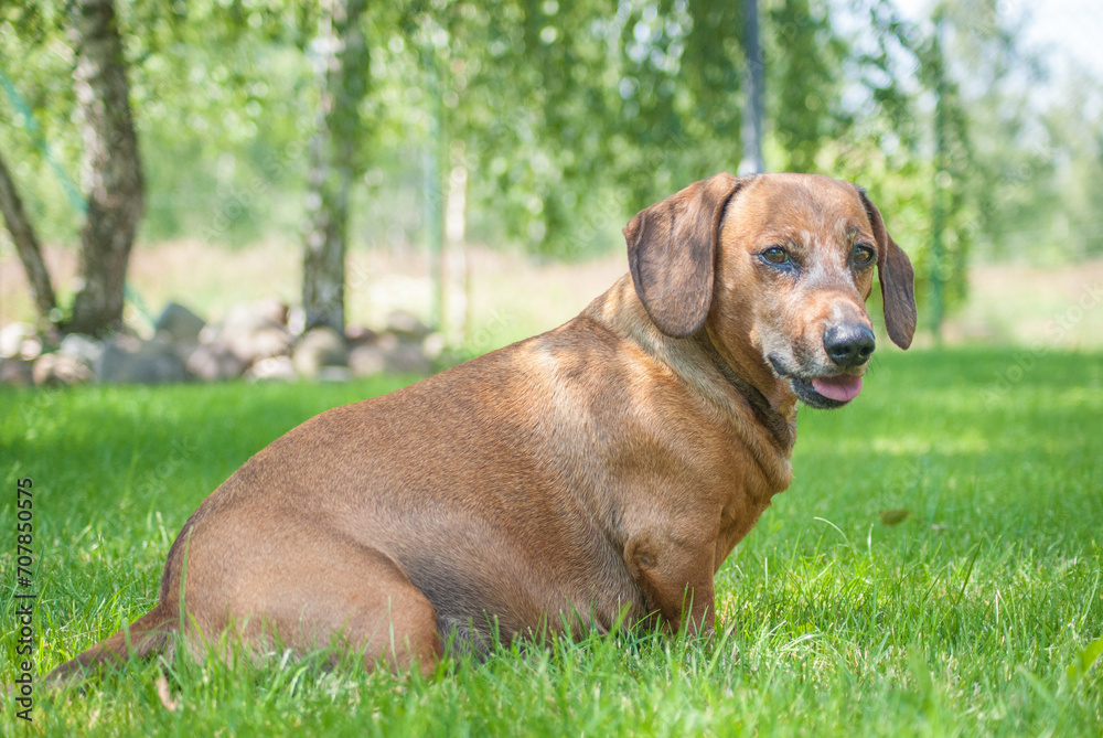 brown happy dachshund walking in the nature brown happy dachshund walking in the nature