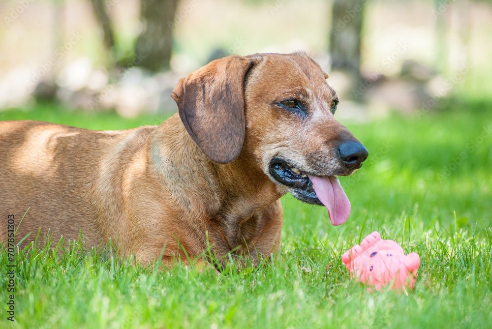 brown happy dachshund walking in the nature brown happy dachshund walking in the nature