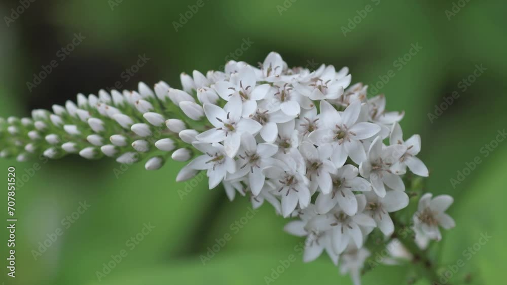 nice small decorative flower blossom in garden. macro footage nice small decorative flower blossom in garden. macro footage