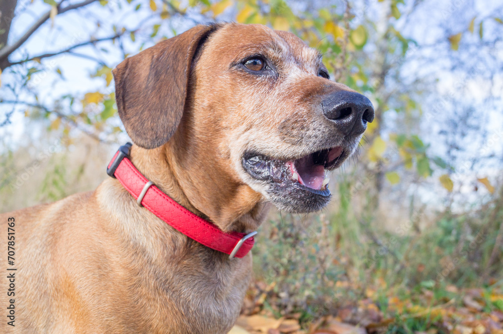 brown happy dachshund walking in the nature