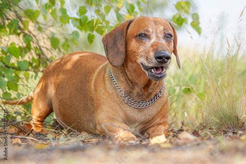 brown happy dachshund walking in the nature