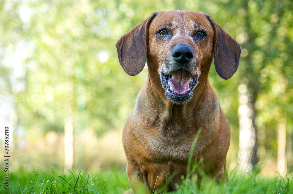 brown happy dachshund walking in the nature brown happy dachshund walking in the nature