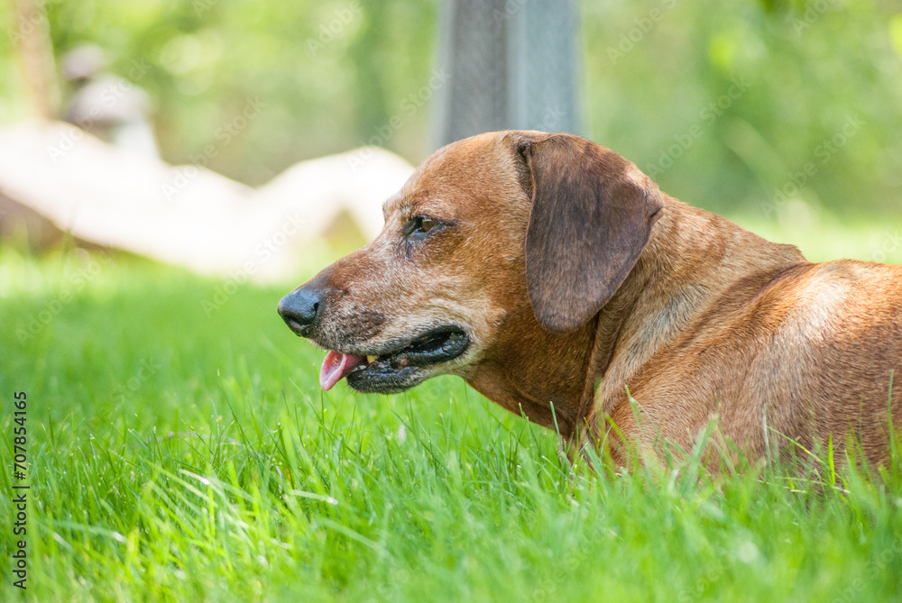 brown happy dachshund walking in the nature