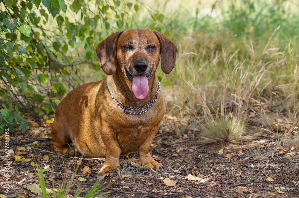 brown happy dachshund walking in the nature brown happy dachshund walking in the nature